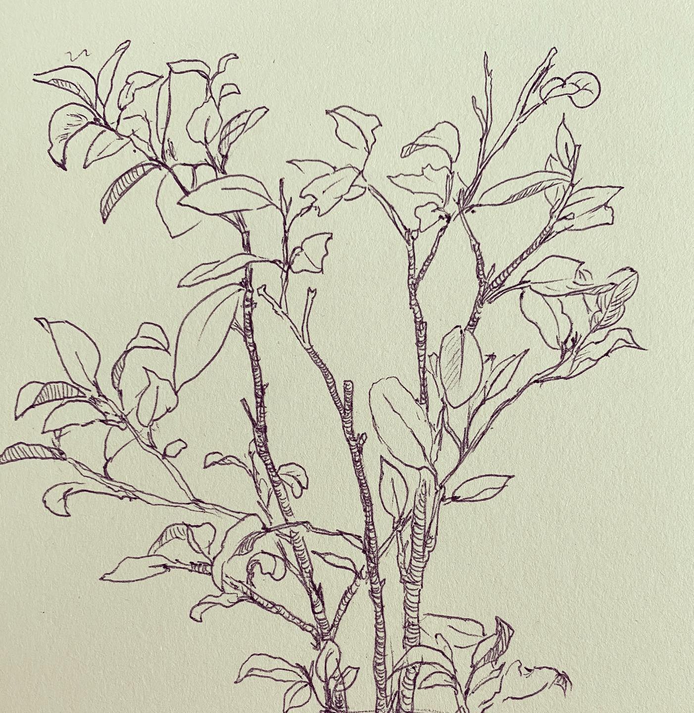 I drew a lime tree, and wrote her a poem.